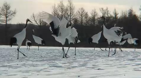 Red Crowned Crane Dance